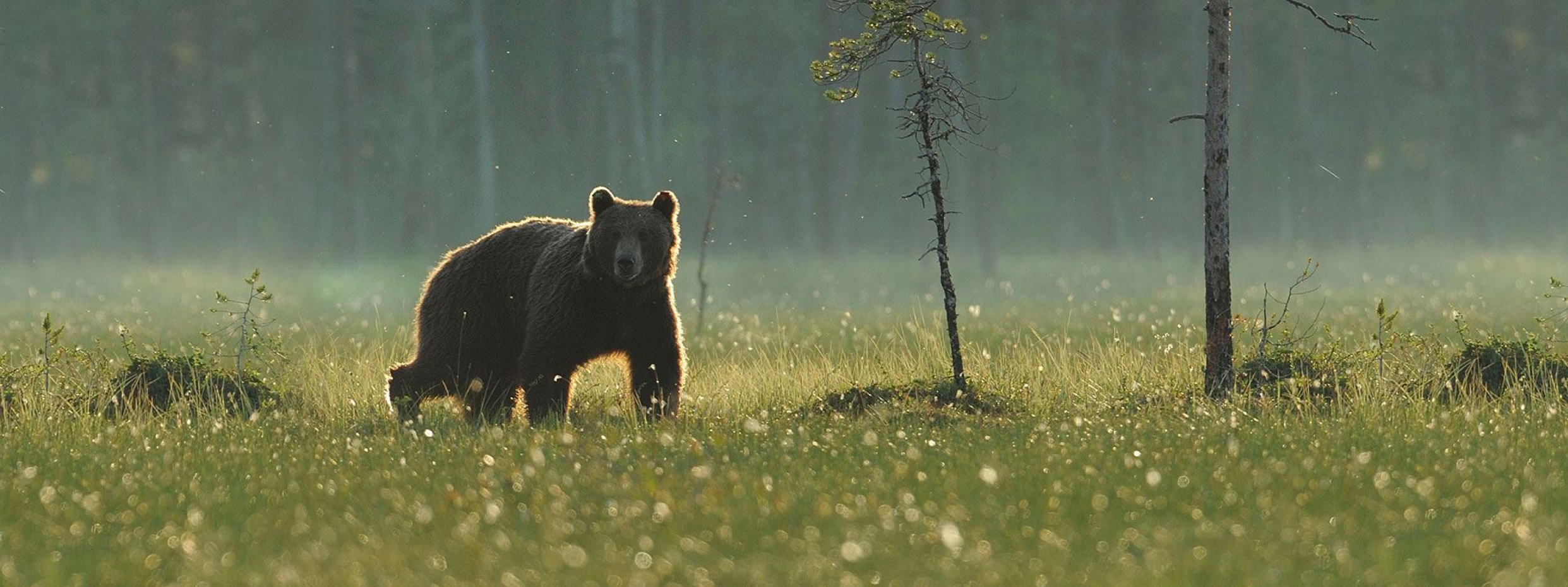 A bear in a forest