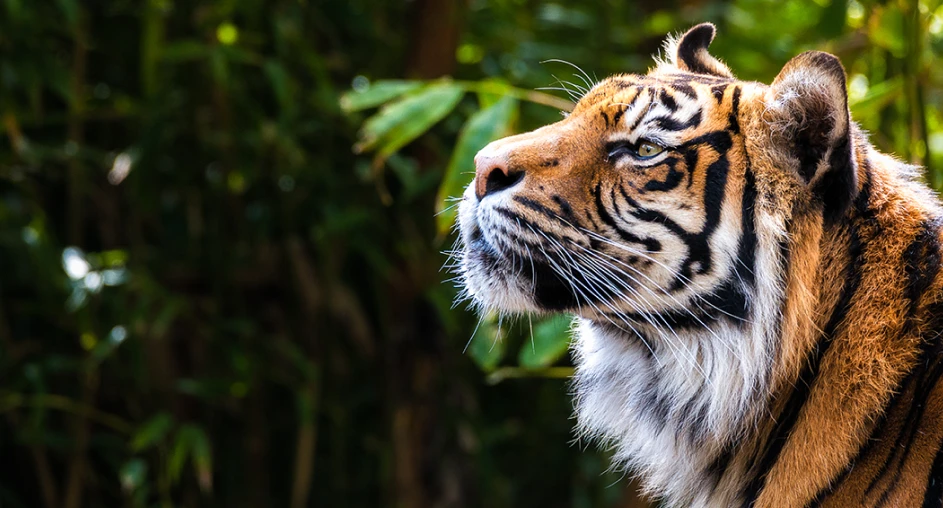 A tiger in a jungle